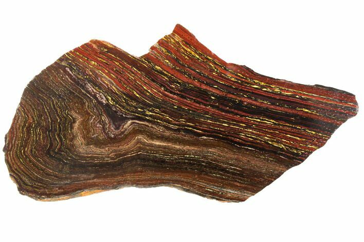 Polished Tiger Iron Stromatolite - Billion Years #129463